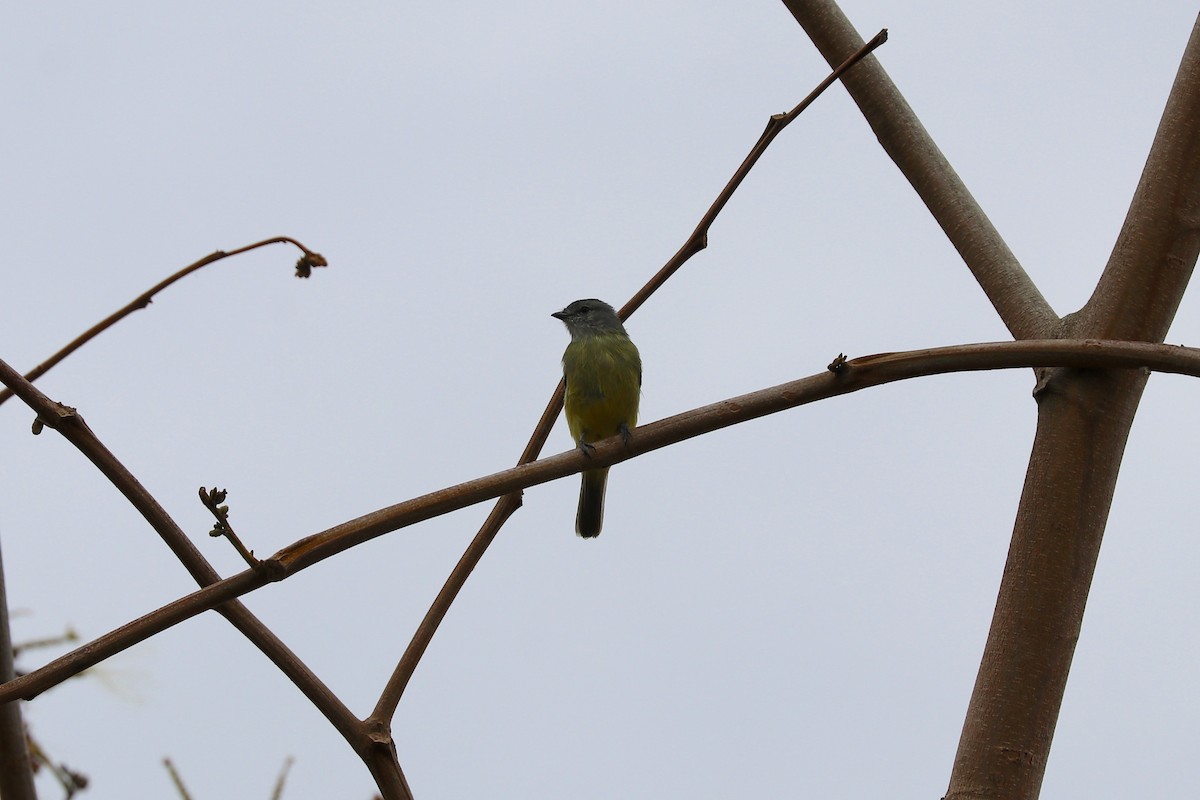 Yellow-crowned Tyrannulet - ML611468455