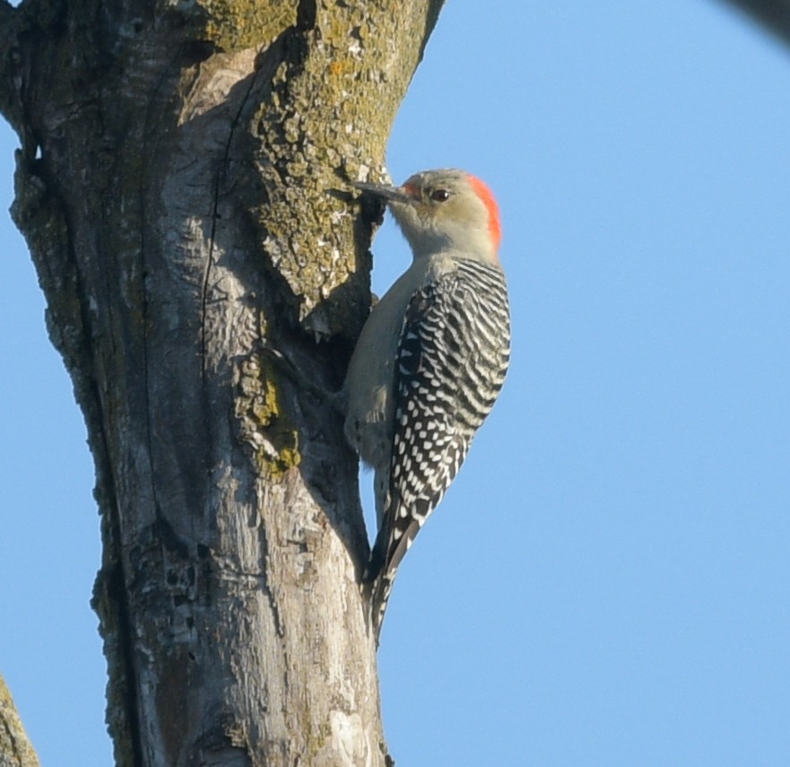 Red-bellied Woodpecker - ML611469123