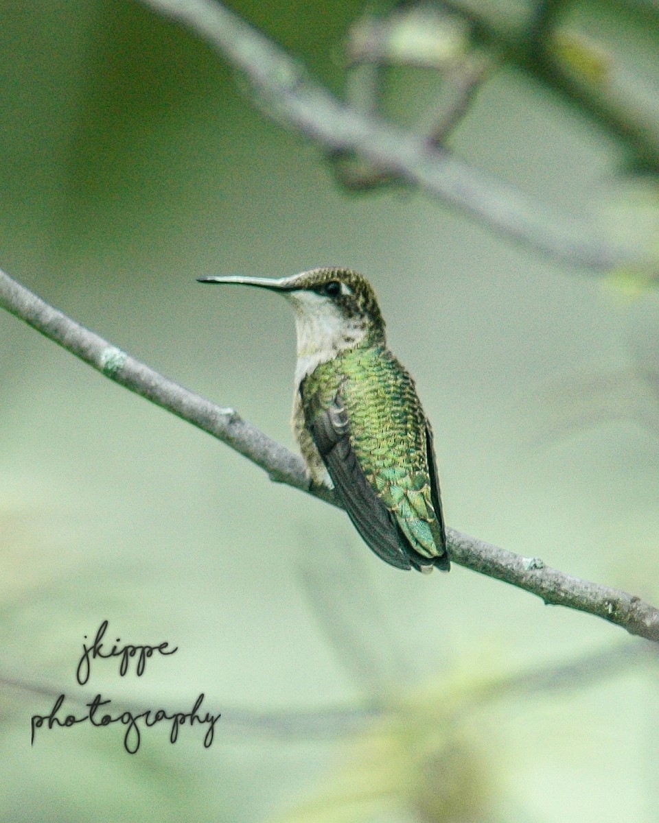Ruby-throated Hummingbird - John Kippe