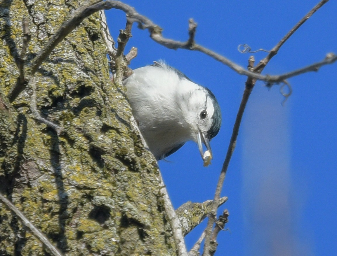 White-breasted Nuthatch - ML611469249