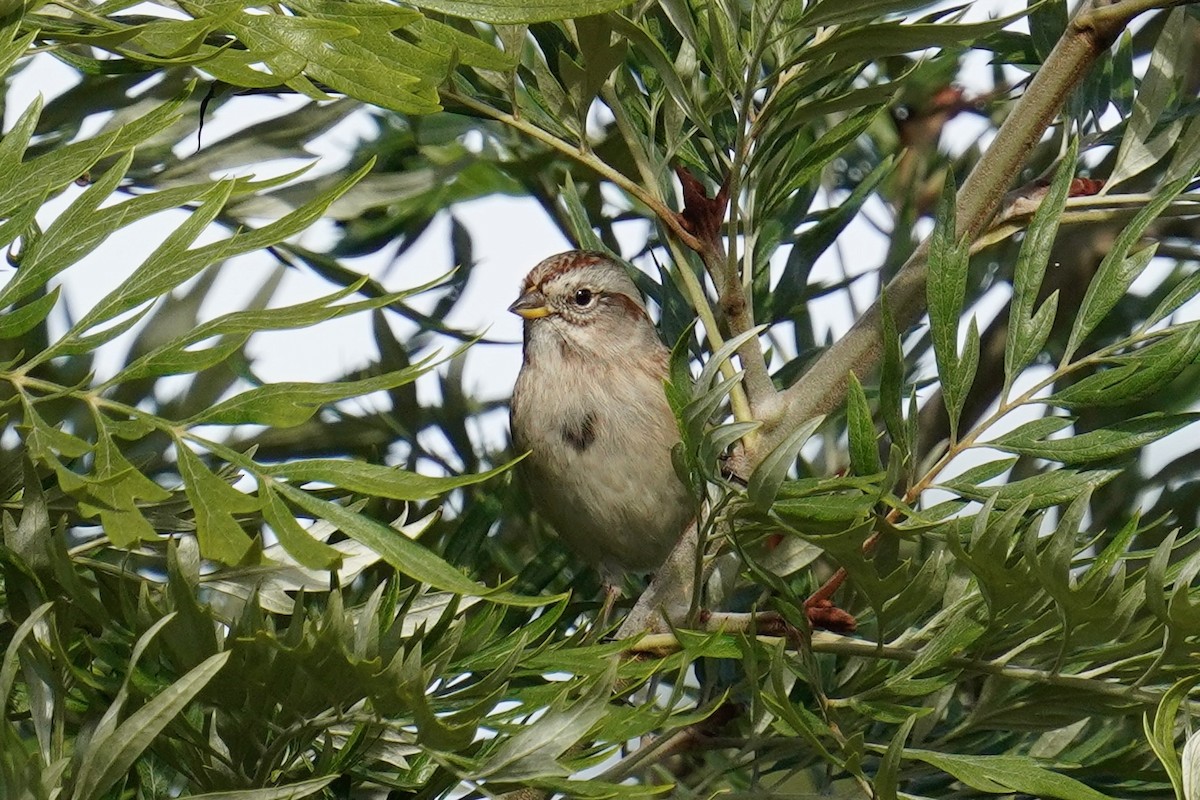 eBird Checklist 23 Nov 2023 Balboa Parknortheast (Morley Field