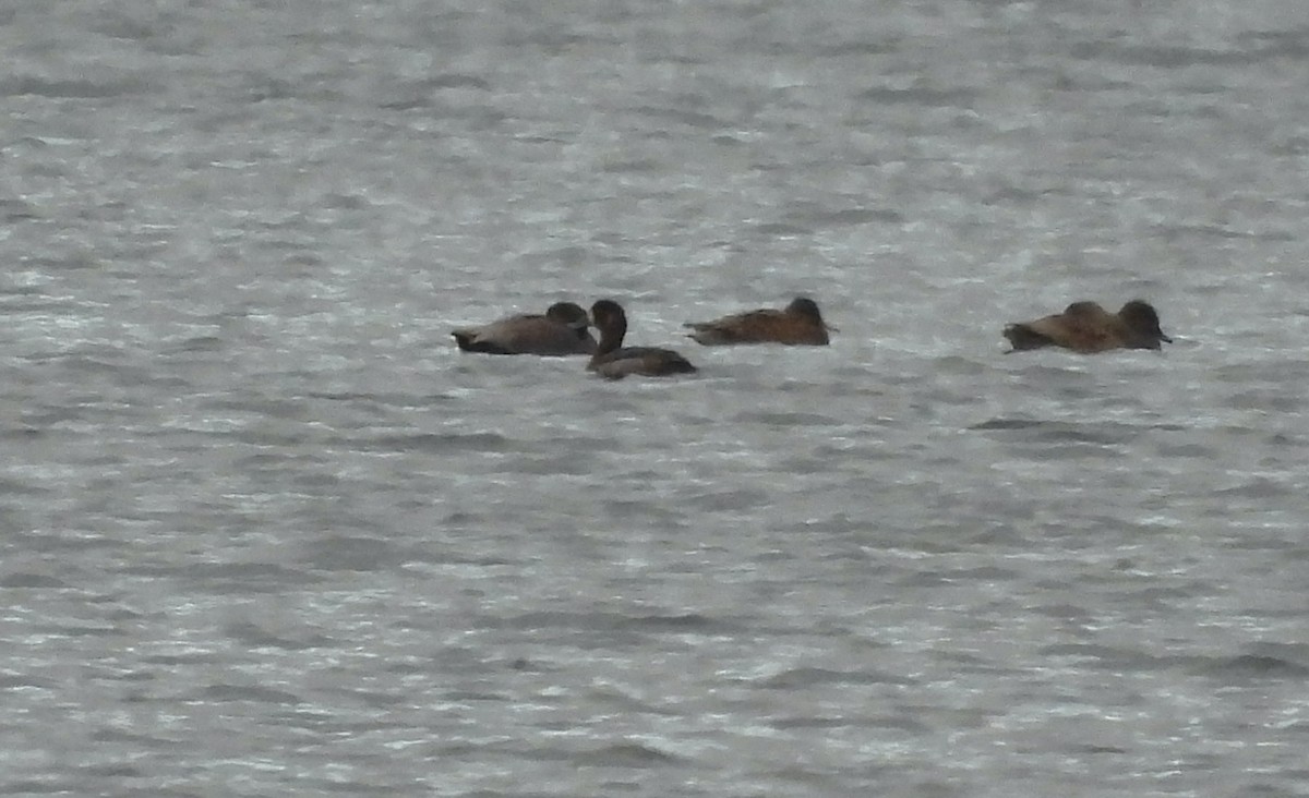 Greater Scaup - ML611469475