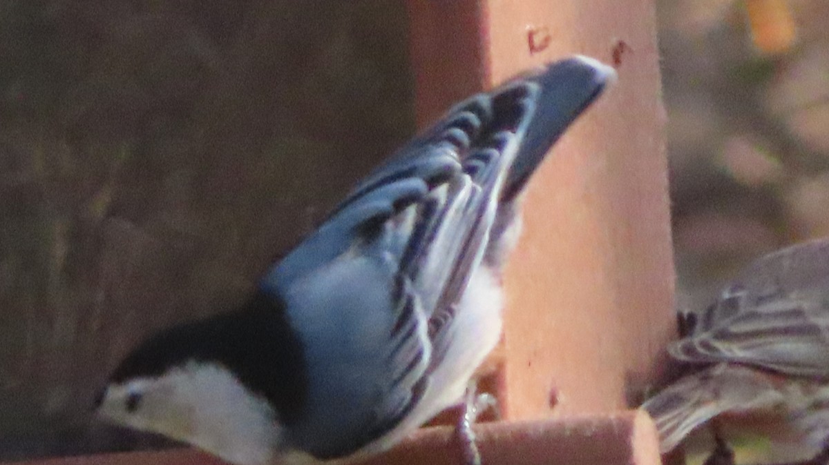 White-breasted Nuthatch - ML611469825