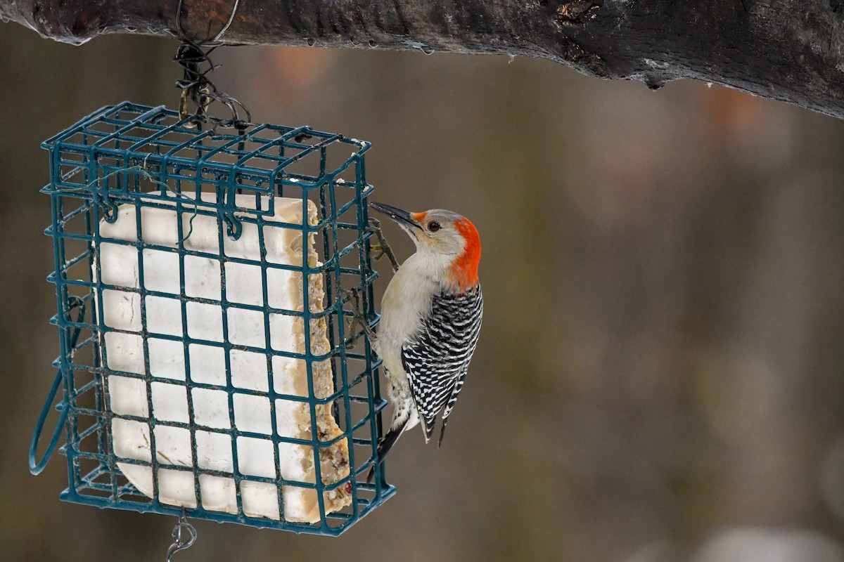 Red-bellied Woodpecker - ML611469906
