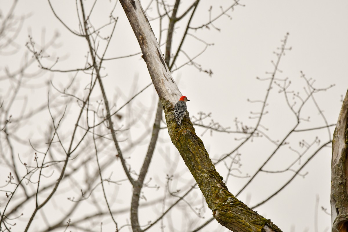Red-bellied Woodpecker - ML611469970