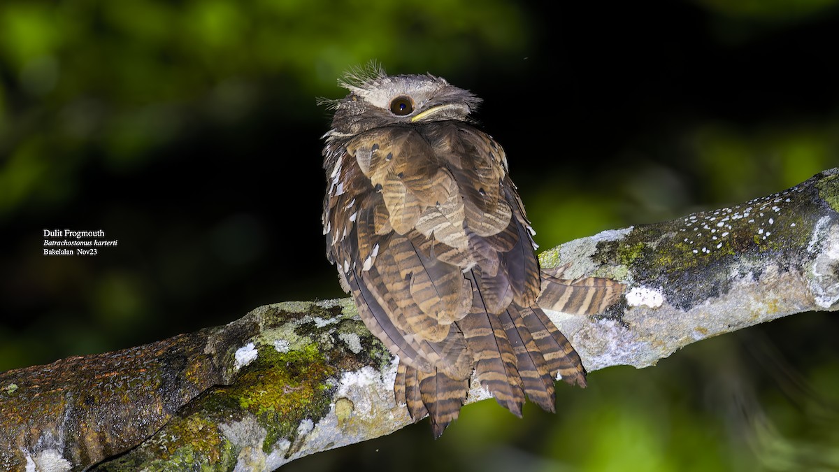 Dulit Frogmouth - ML611470101