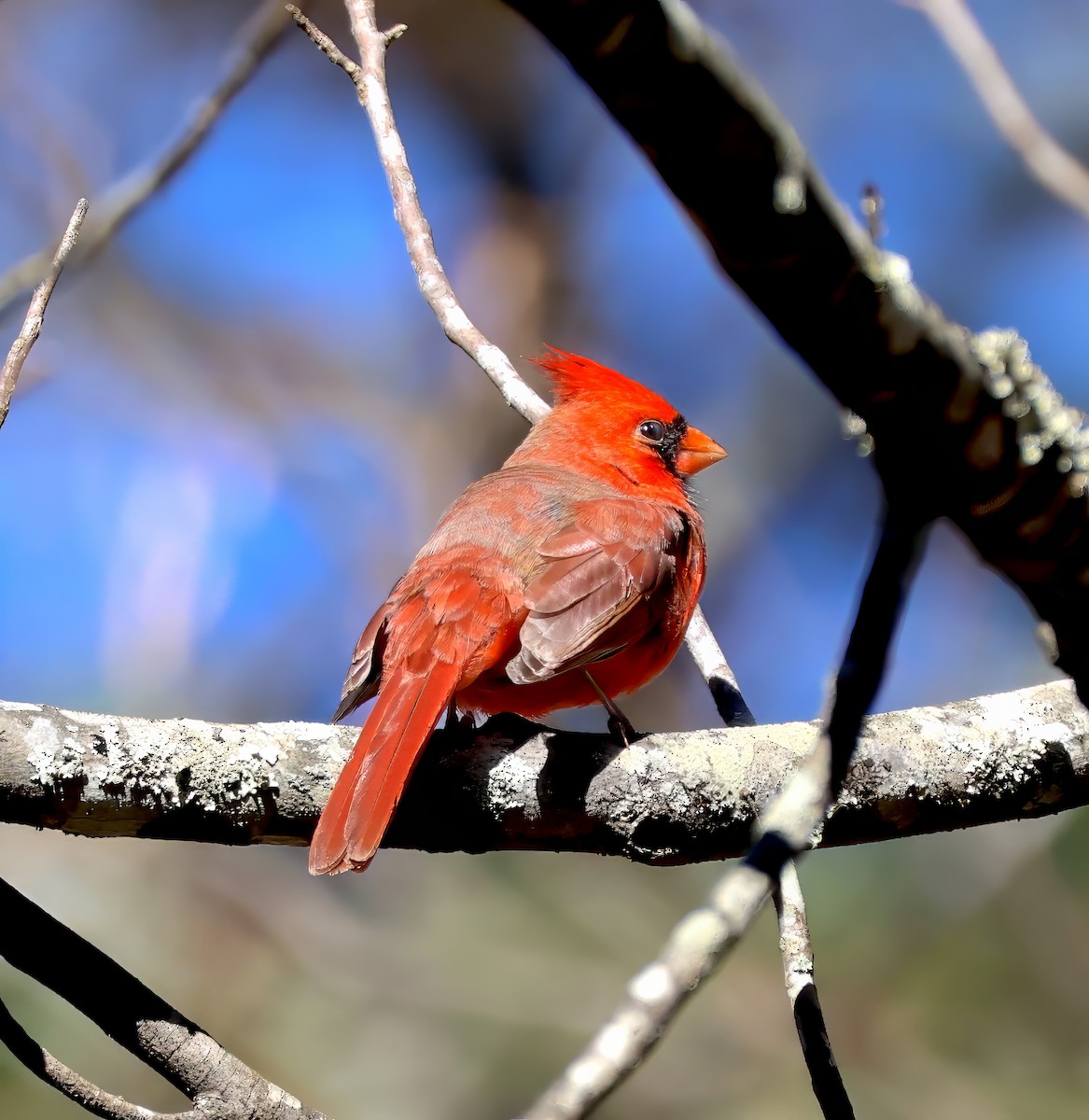 Northern Cardinal - Lori White
