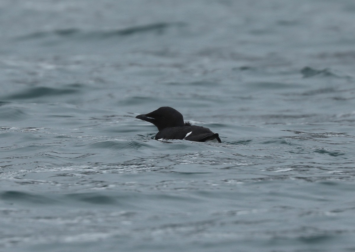Thick-billed Murre - ML611470625
