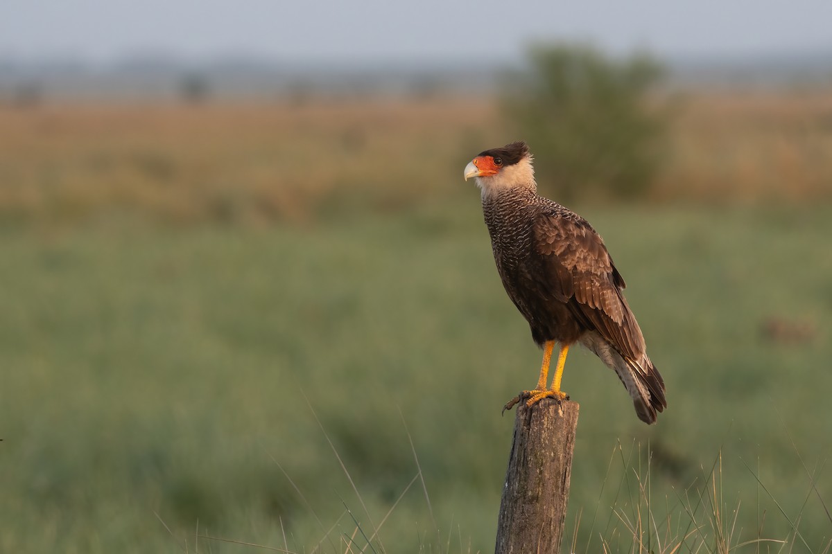 Crested Caracara - Pablo Re