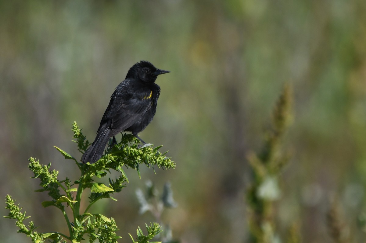 Yellow-winged Blackbird - ML611470720
