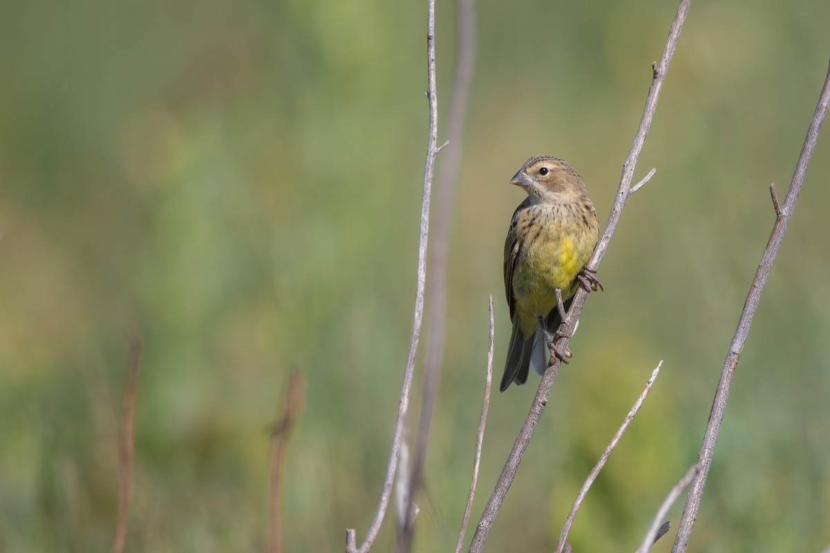 Grassland Yellow-Finch - ML611470726