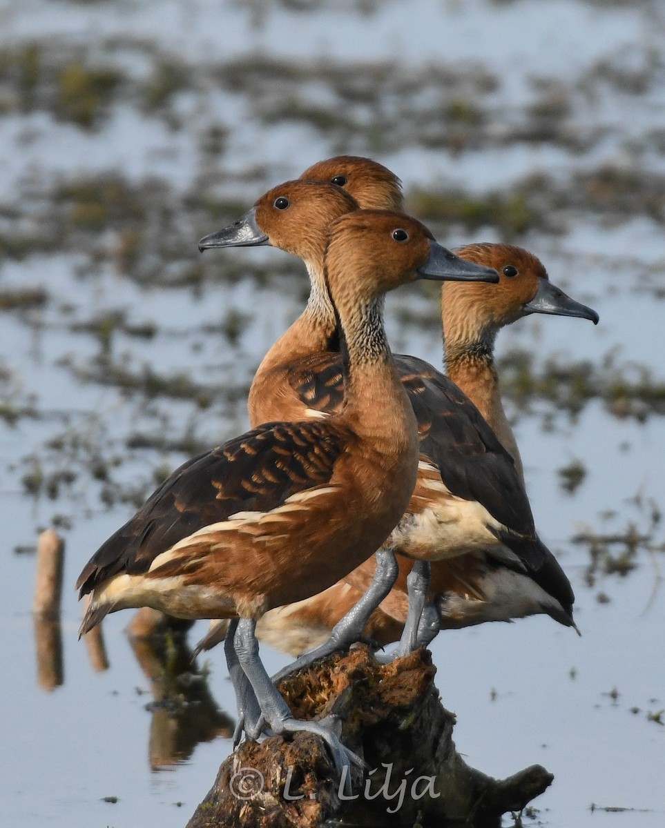Fulvous Whistling-Duck - ML611470809
