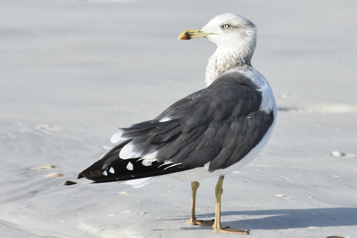 Lesser Black-backed Gull - ML611470944