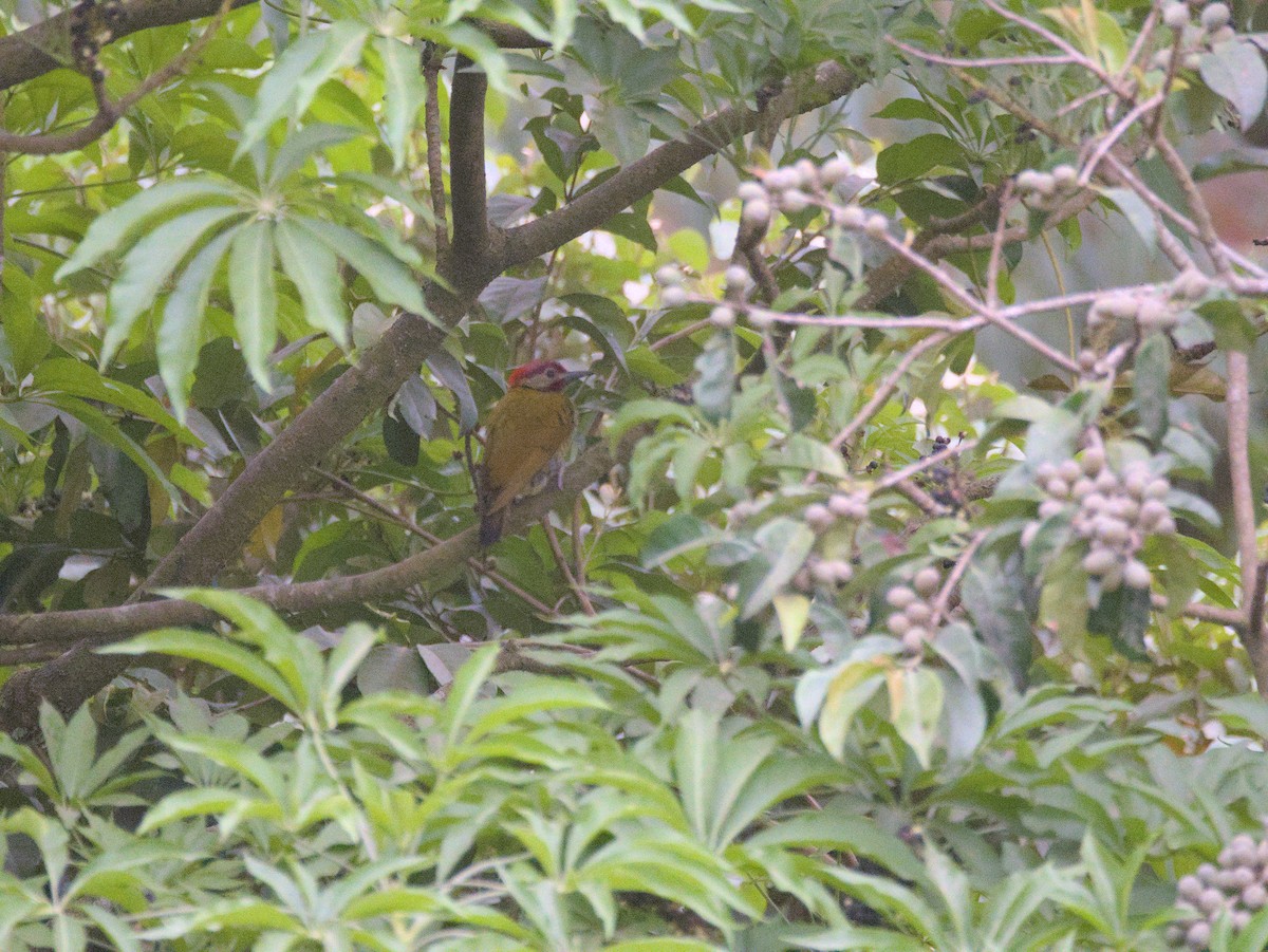 Golden-olive Woodpecker - ML611470998
