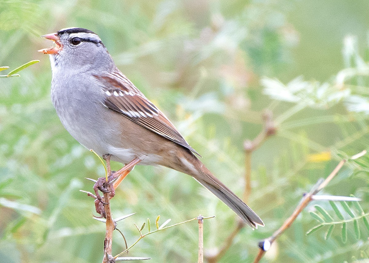 White-crowned Sparrow - ML611471117