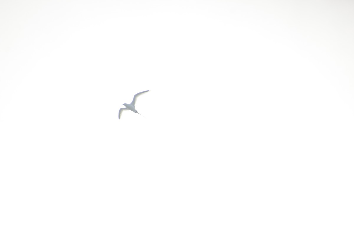 White-tailed Tropicbird - Guillaume Calcagni