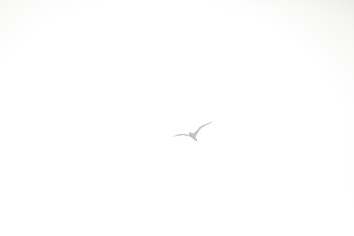 White-tailed Tropicbird - ML611471186