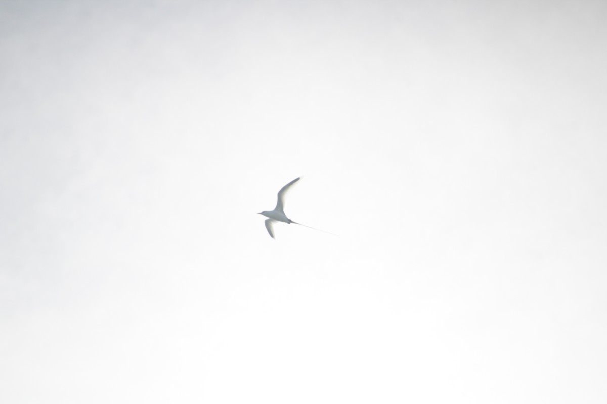 White-tailed Tropicbird - ML611471187