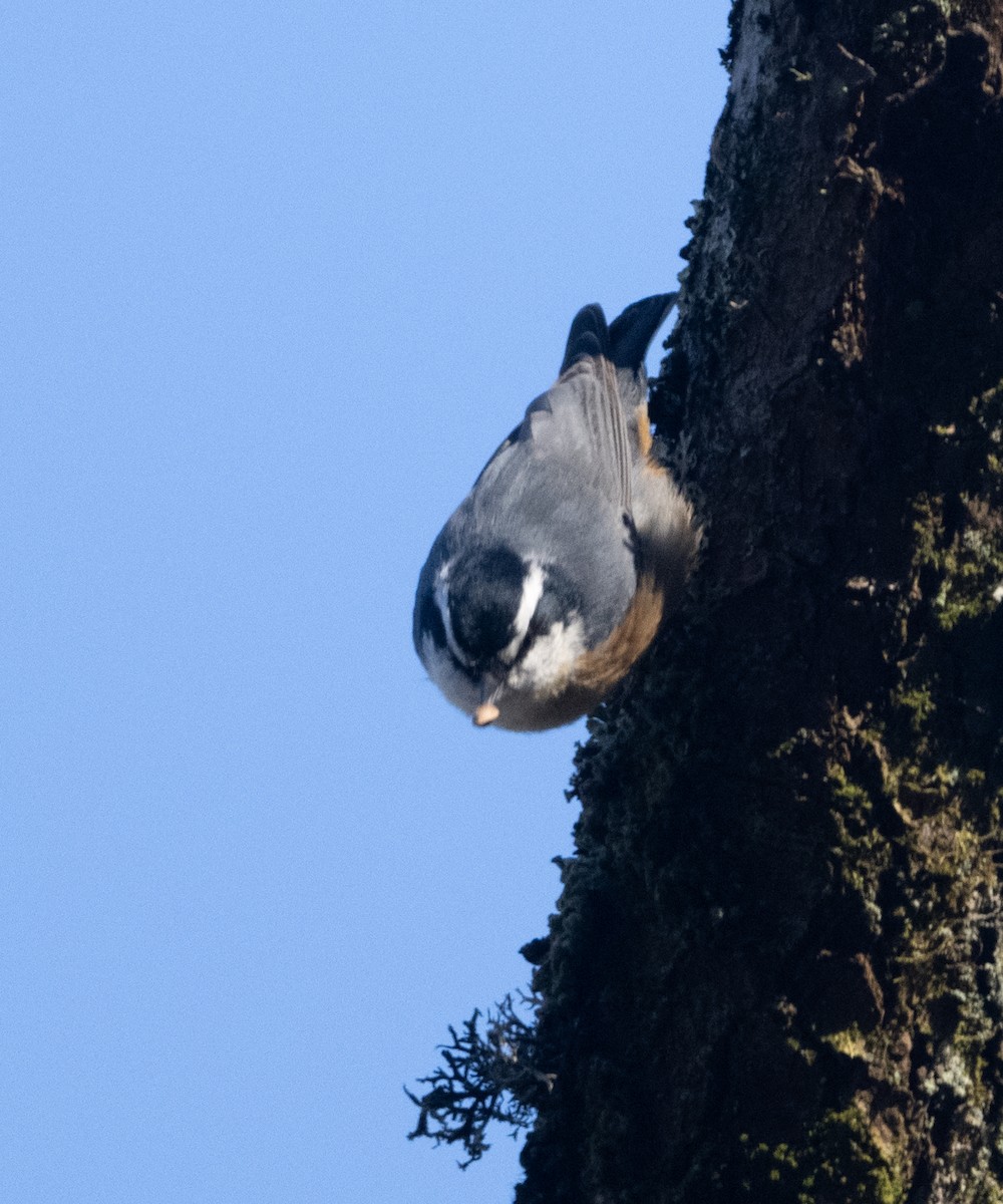 Red-breasted Nuthatch - ML611471599