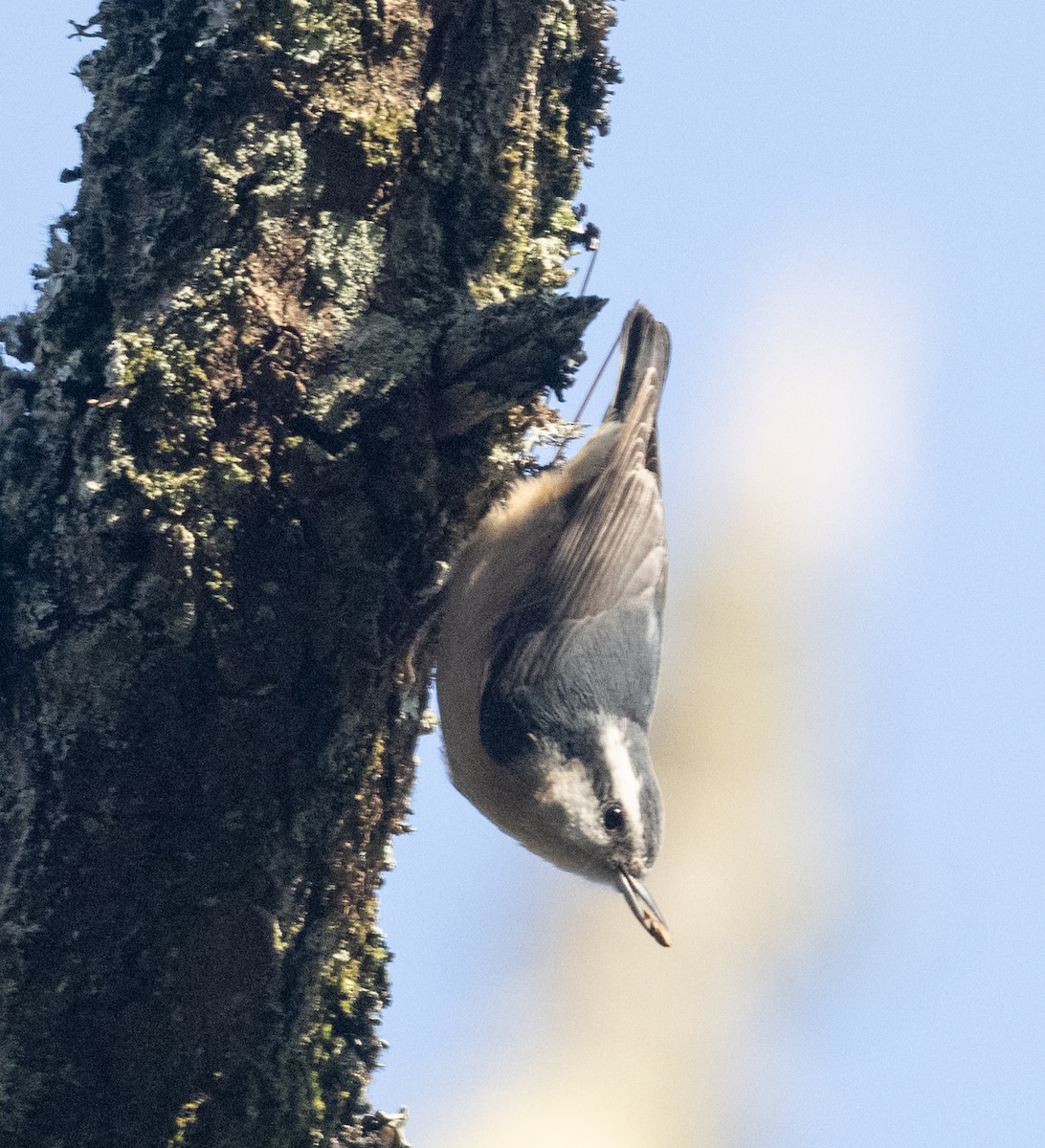 Red-breasted Nuthatch - ML611471600