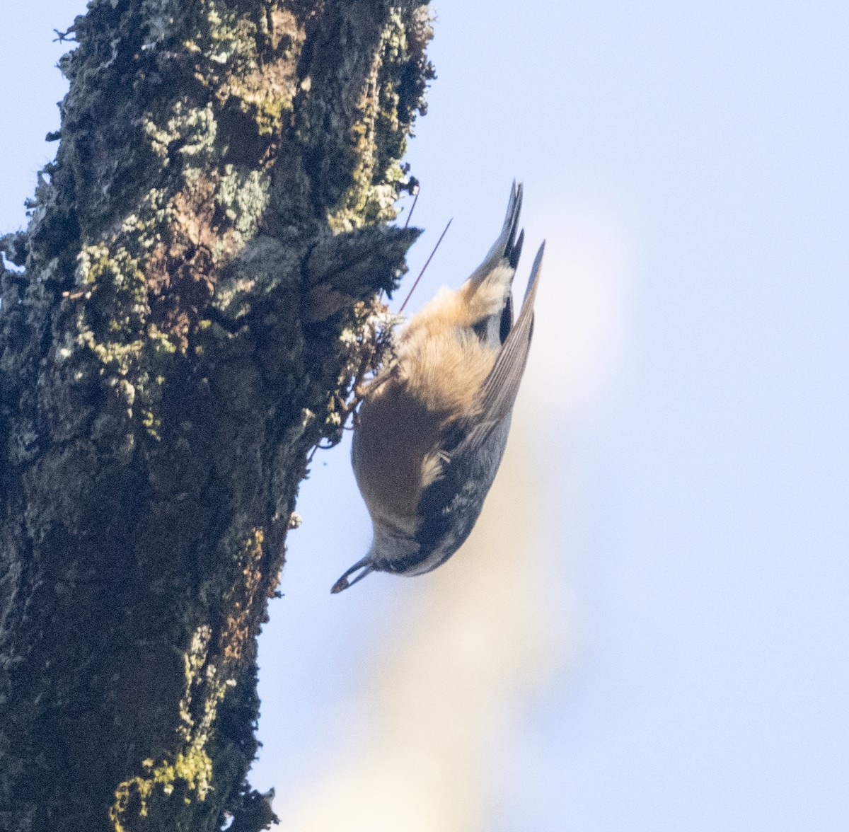 Red-breasted Nuthatch - ML611471601