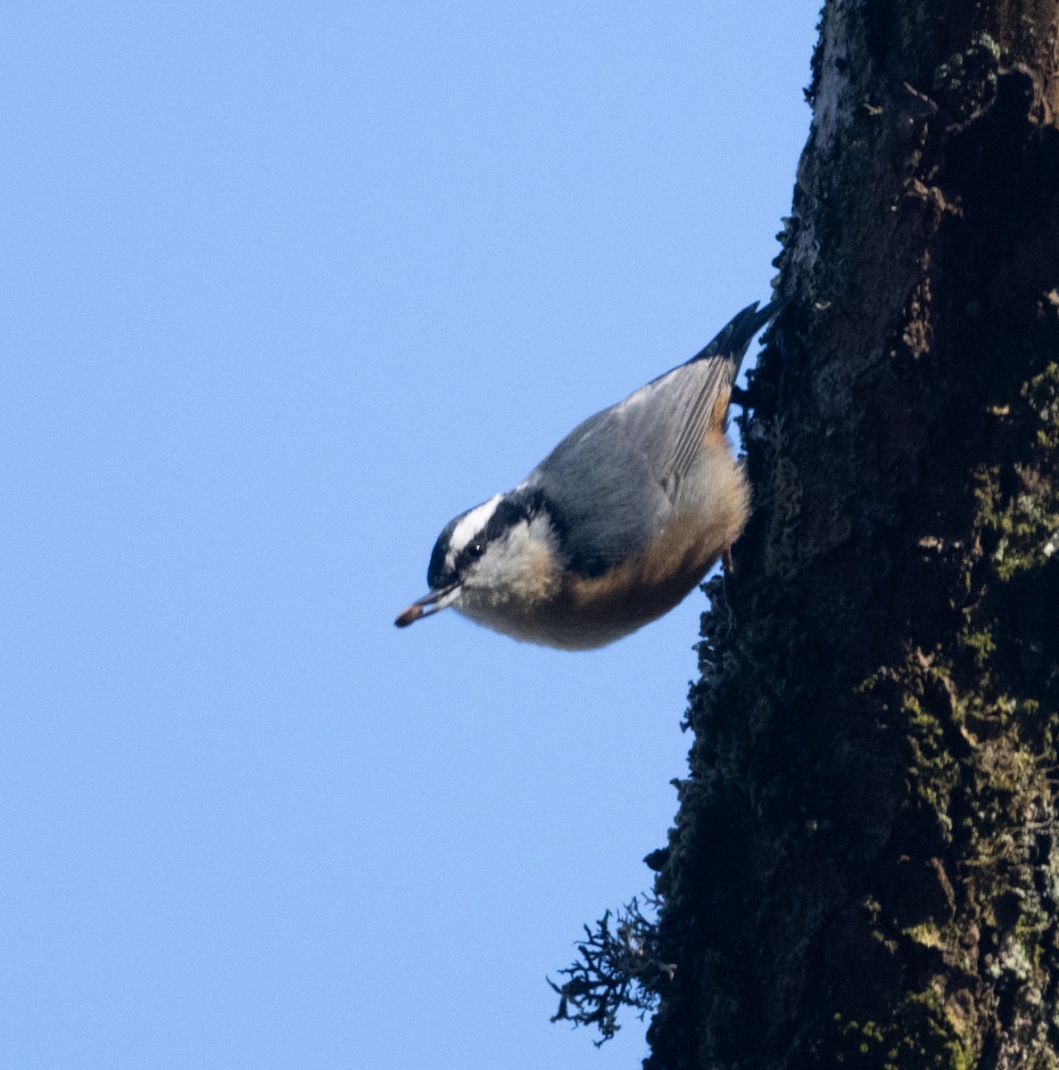 Red-breasted Nuthatch - Joe Donahue