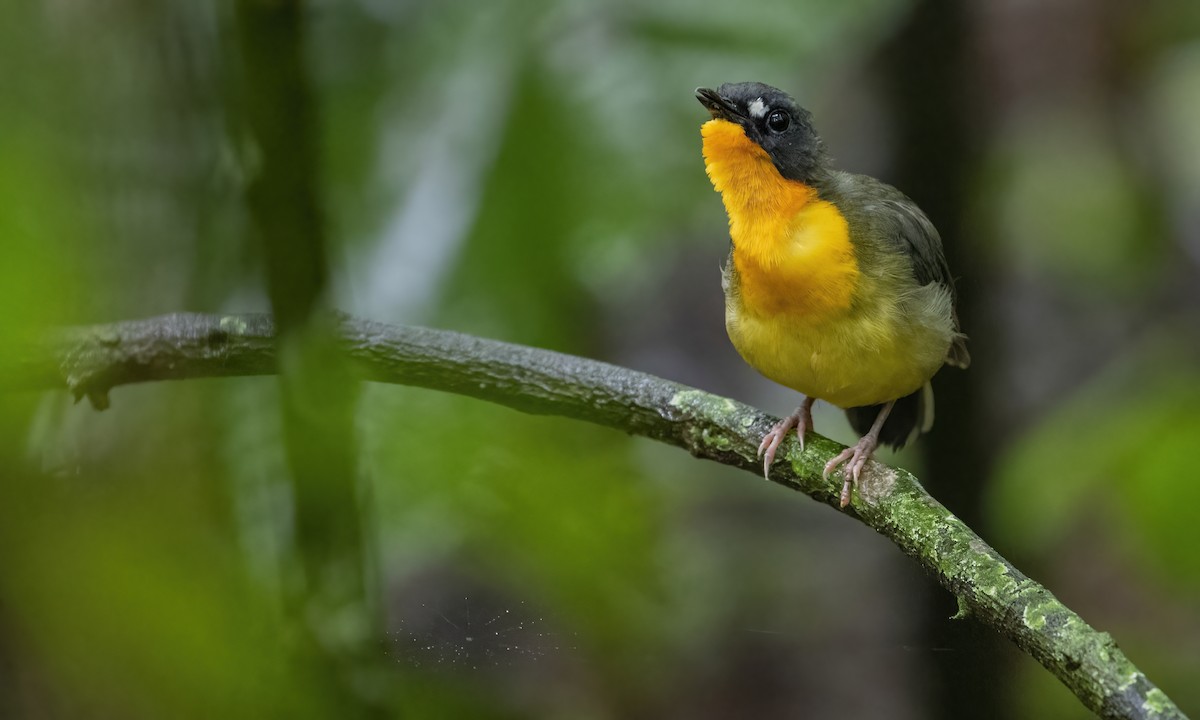 Yellow-breasted Forest Robin - ML611471796