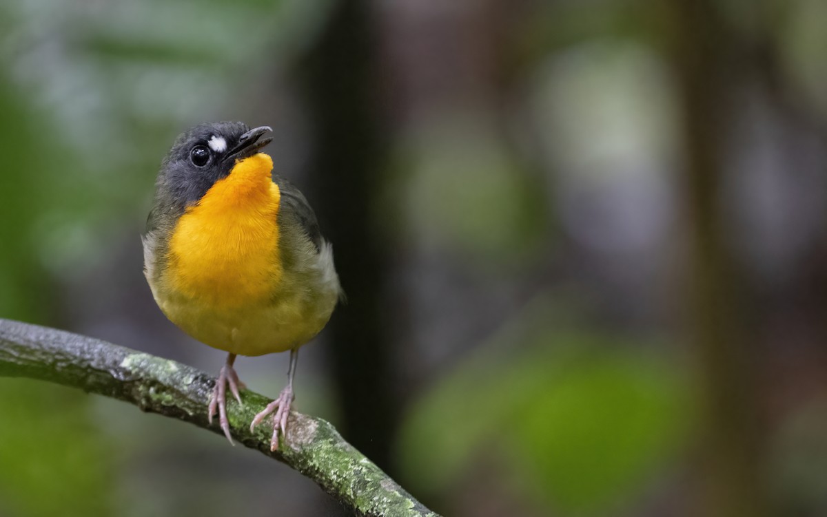 Yellow-breasted Forest Robin - ML611471797