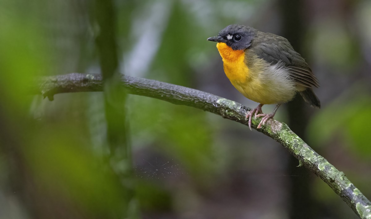 Yellow-breasted Forest Robin - ML611471798
