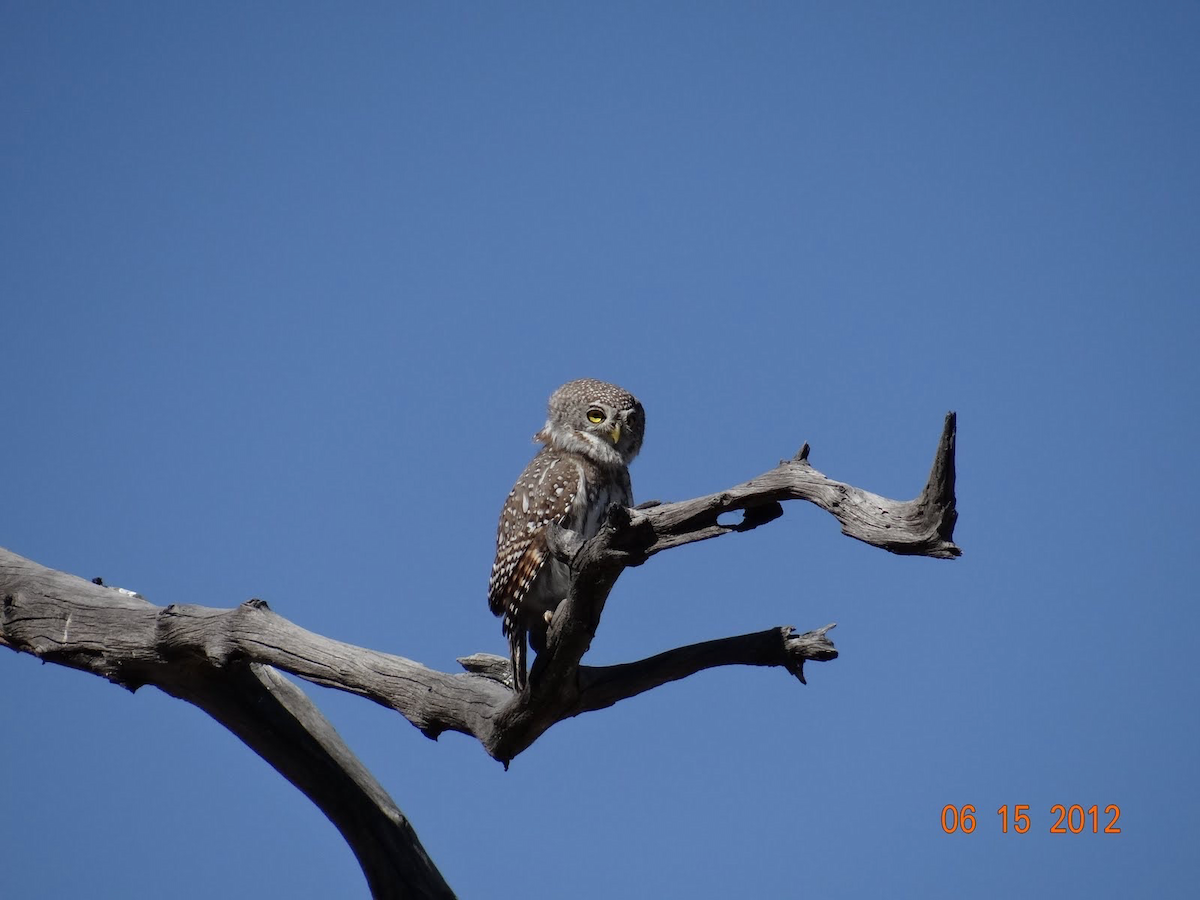 Pearl-spotted Owlet - ML611472019