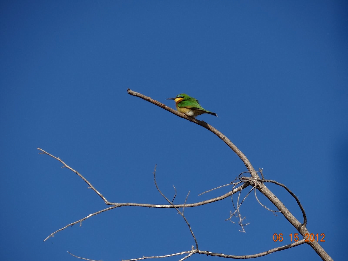Little Bee-eater - ML611472034