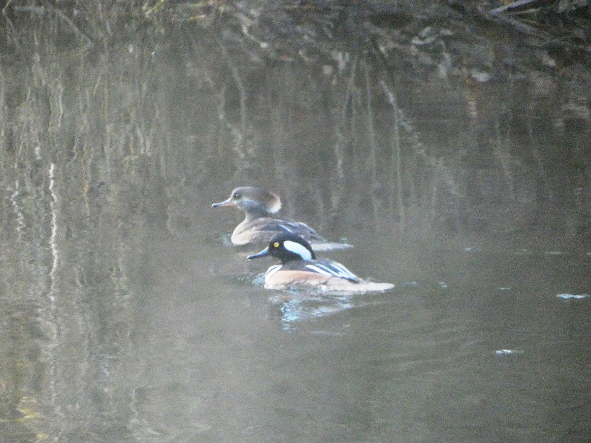 eBird Checklist - 23 Nov 2023 - Redmond--Sammamish River Trail - 23 species