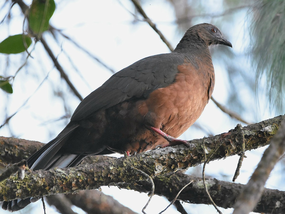 Sickle-winged Guan - ML611472121