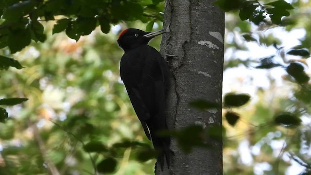 Black Woodpecker - ML611472123