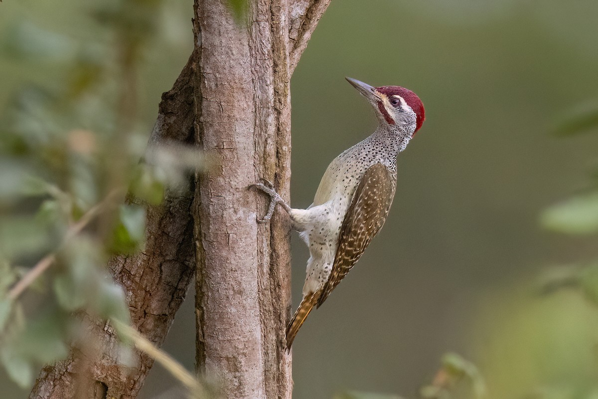 Fine-spotted Woodpecker - Chris Venetz | Ornis Birding Expeditions