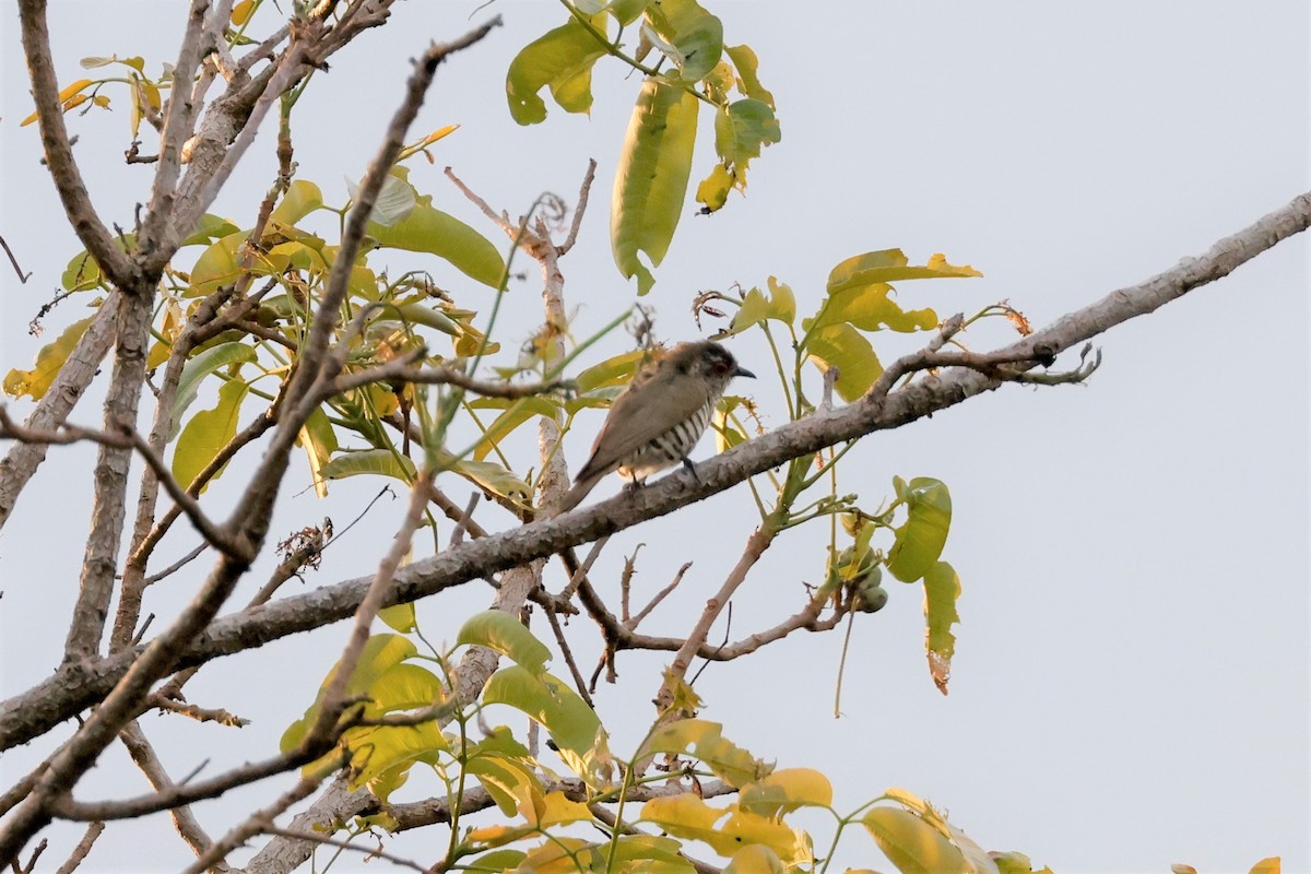 Little Bronze-Cuckoo (Gould's) - ML611472468