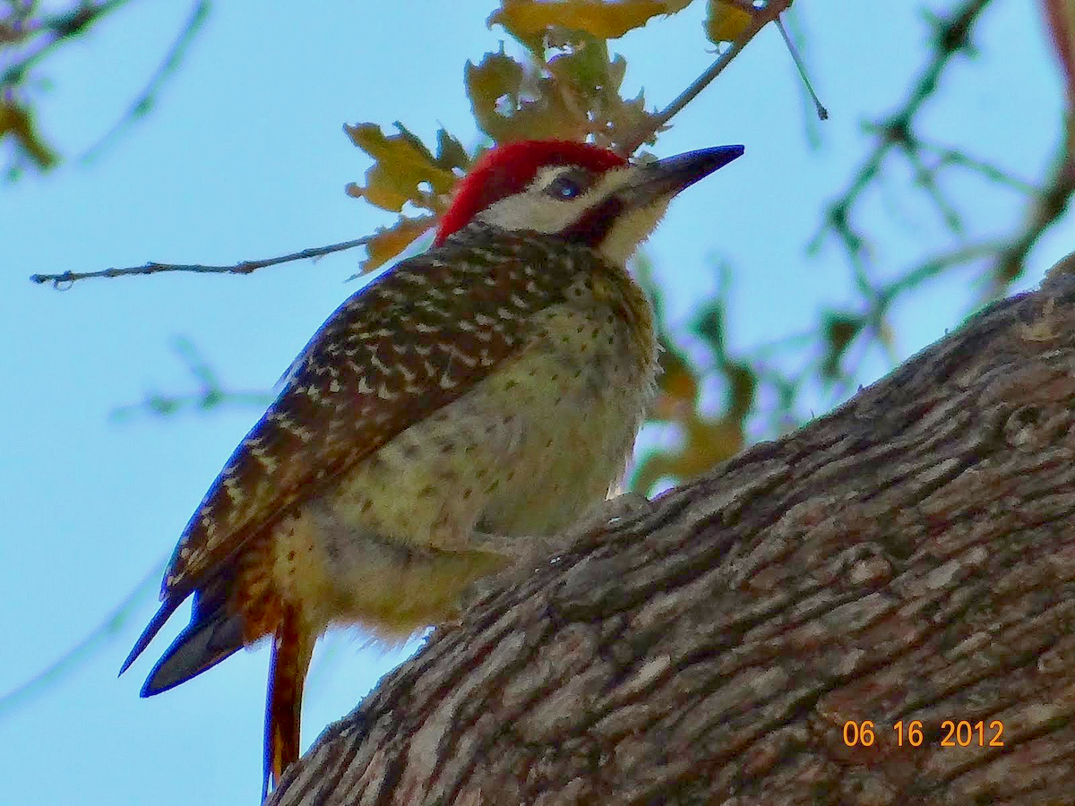 Bennett's Woodpecker - ML611472511