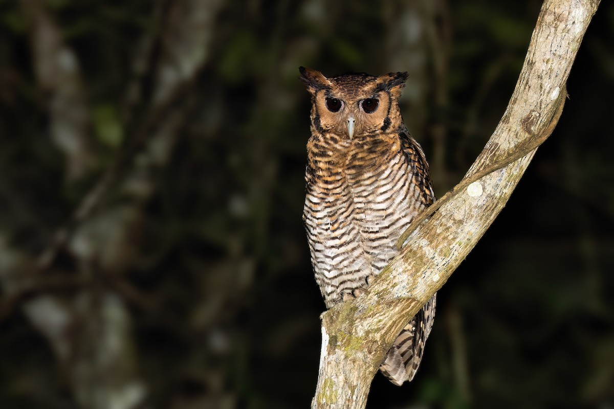Fraser's Eagle-Owl (Western) - Chris Venetz | Ornis Birding Expeditions