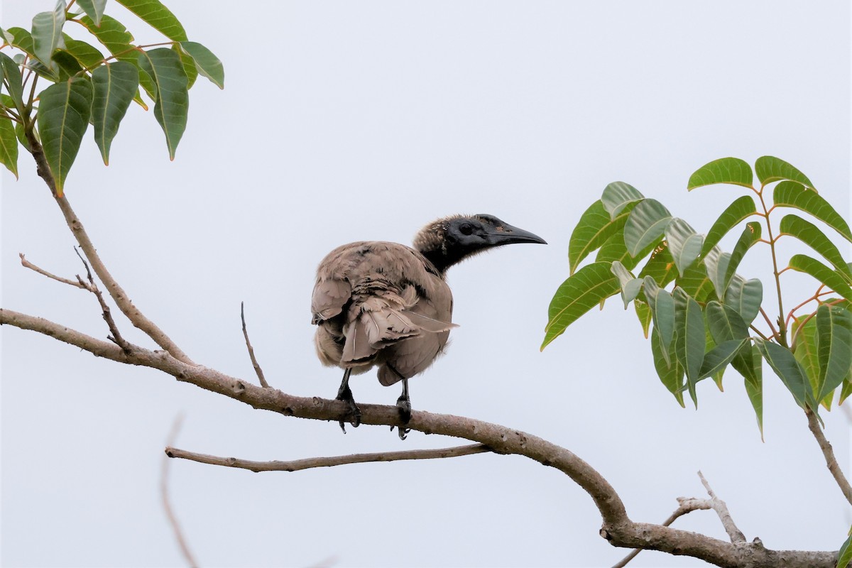 Helmeted Friarbird (Hornbill) - Russ Namitz