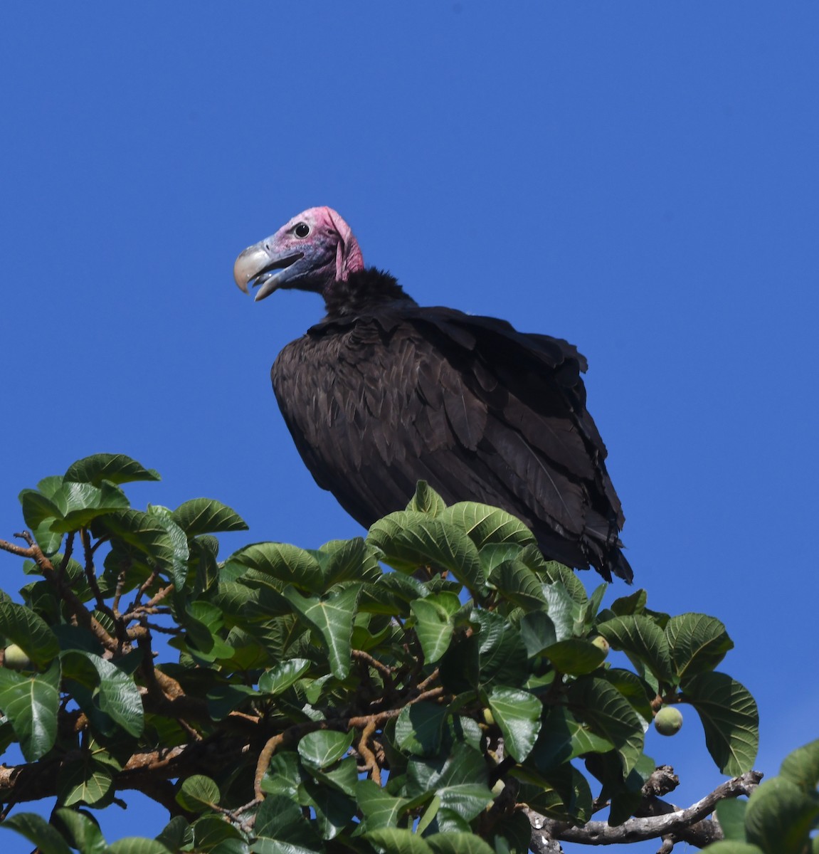 Lappet-faced Vulture - ML611473561