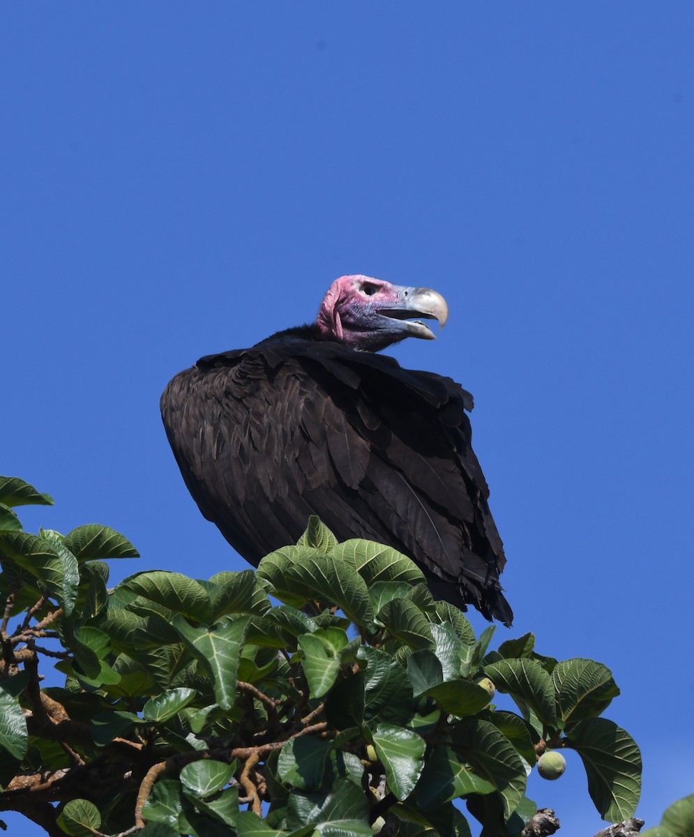 Lappet-faced Vulture - ML611473596