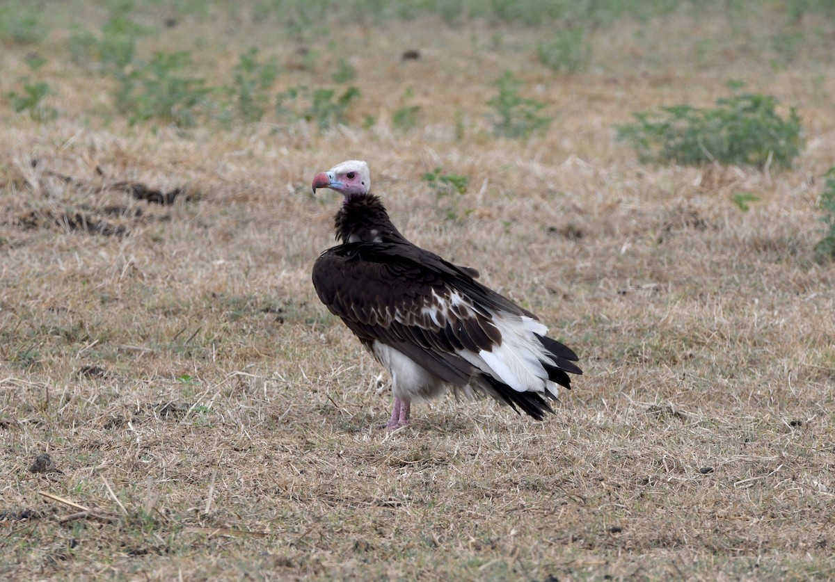 White-headed Vulture - ML611473760