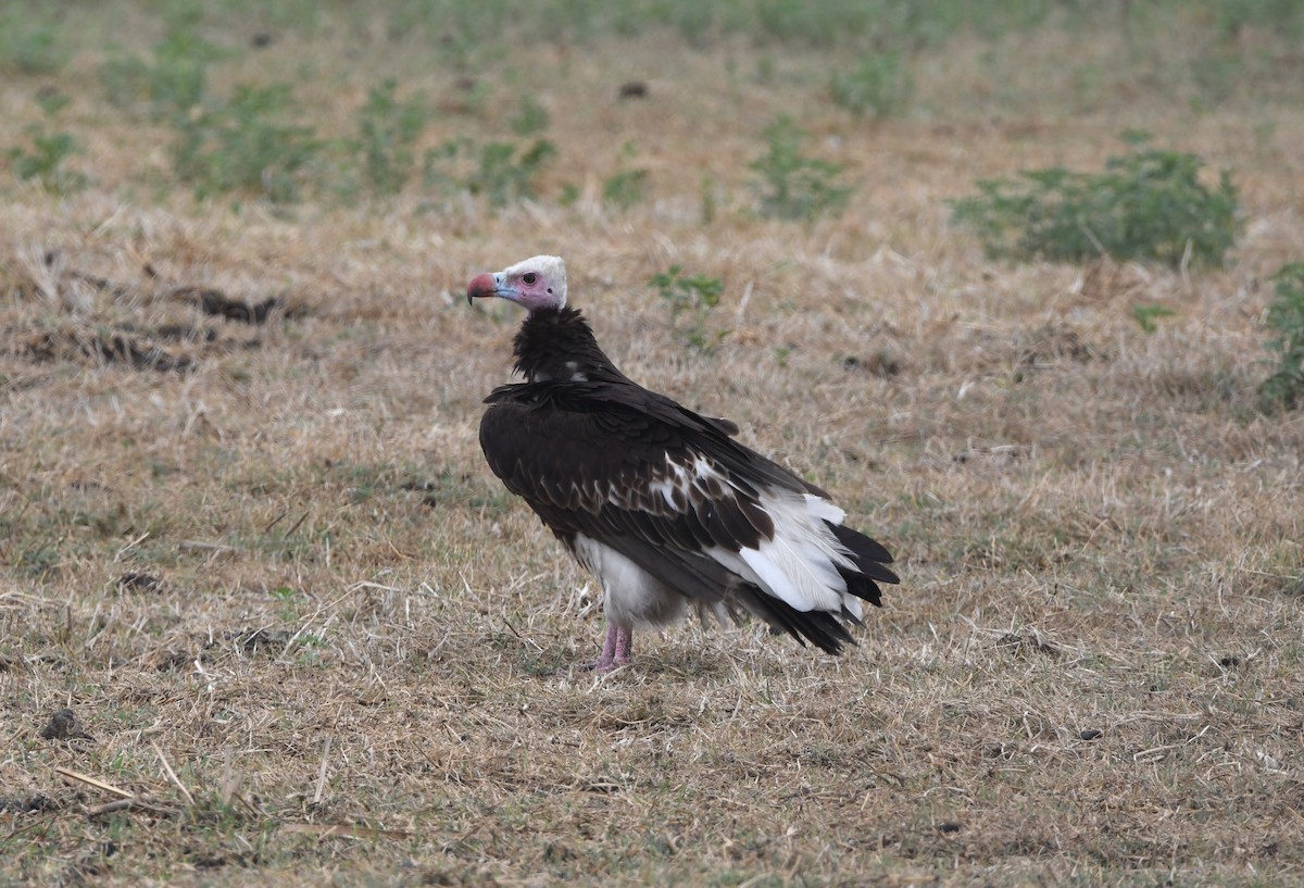 White-headed Vulture - ML611473773