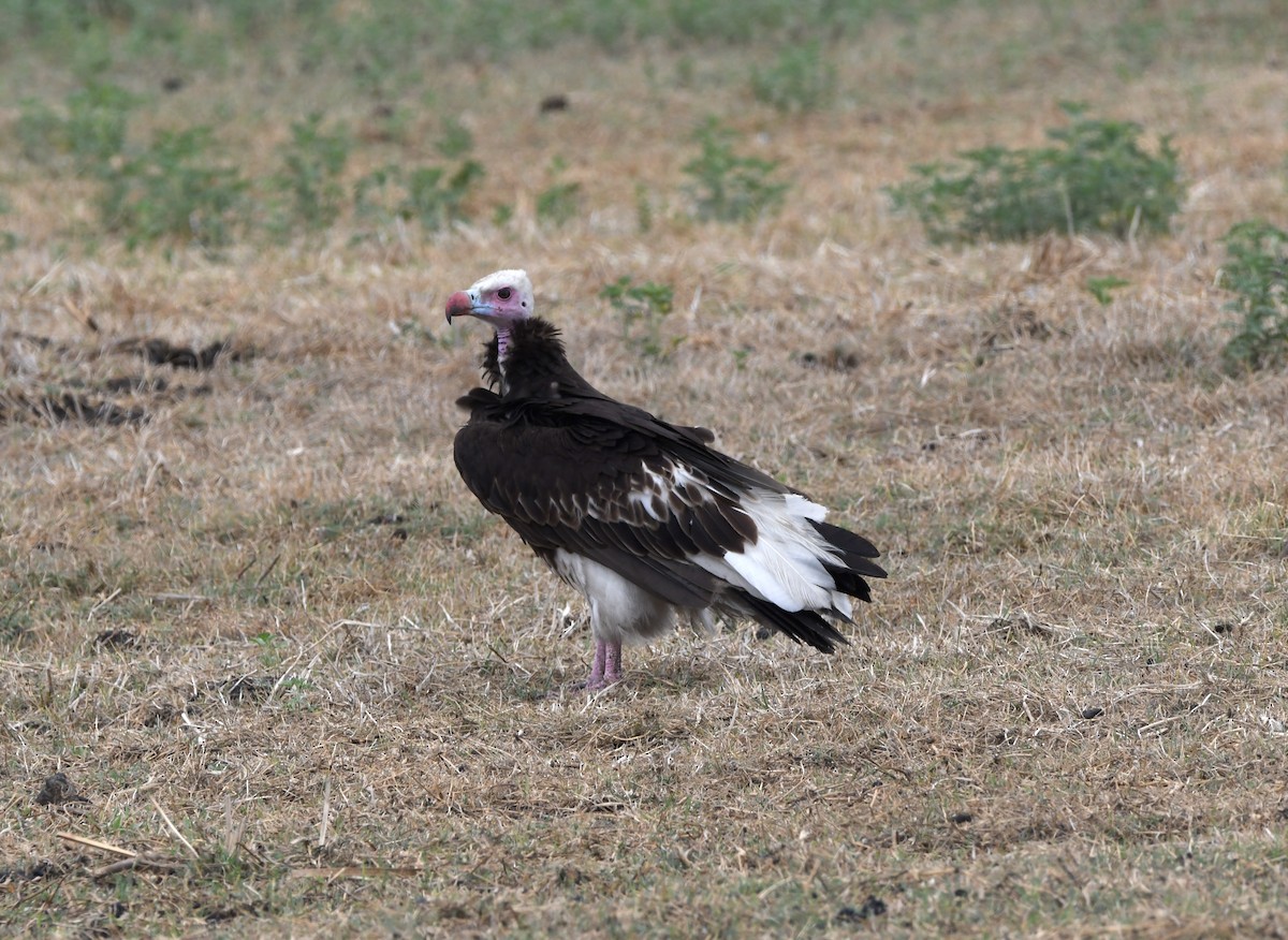 White-headed Vulture - ML611473827