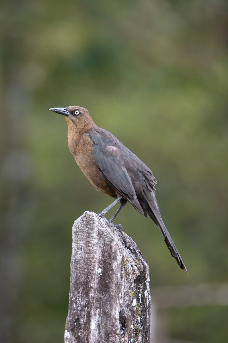 Great-tailed Grackle - ML611473884
