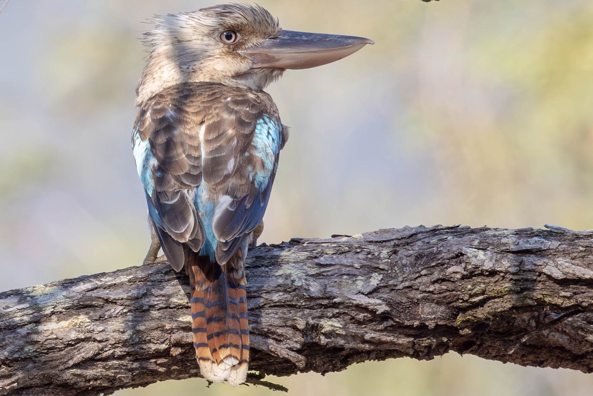Blue-winged Kookaburra - Linda McNulty