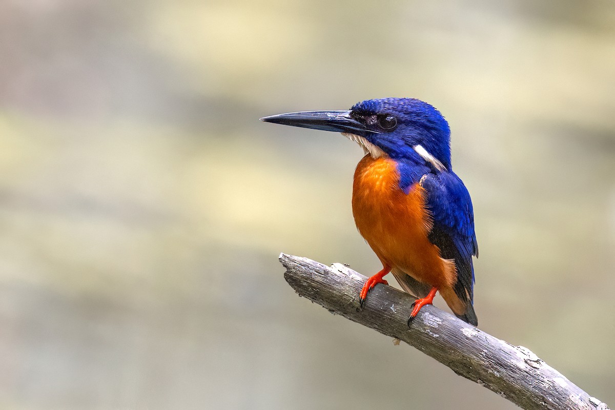 Shining-blue Kingfisher - Chris Venetz | Ornis Birding Expeditions