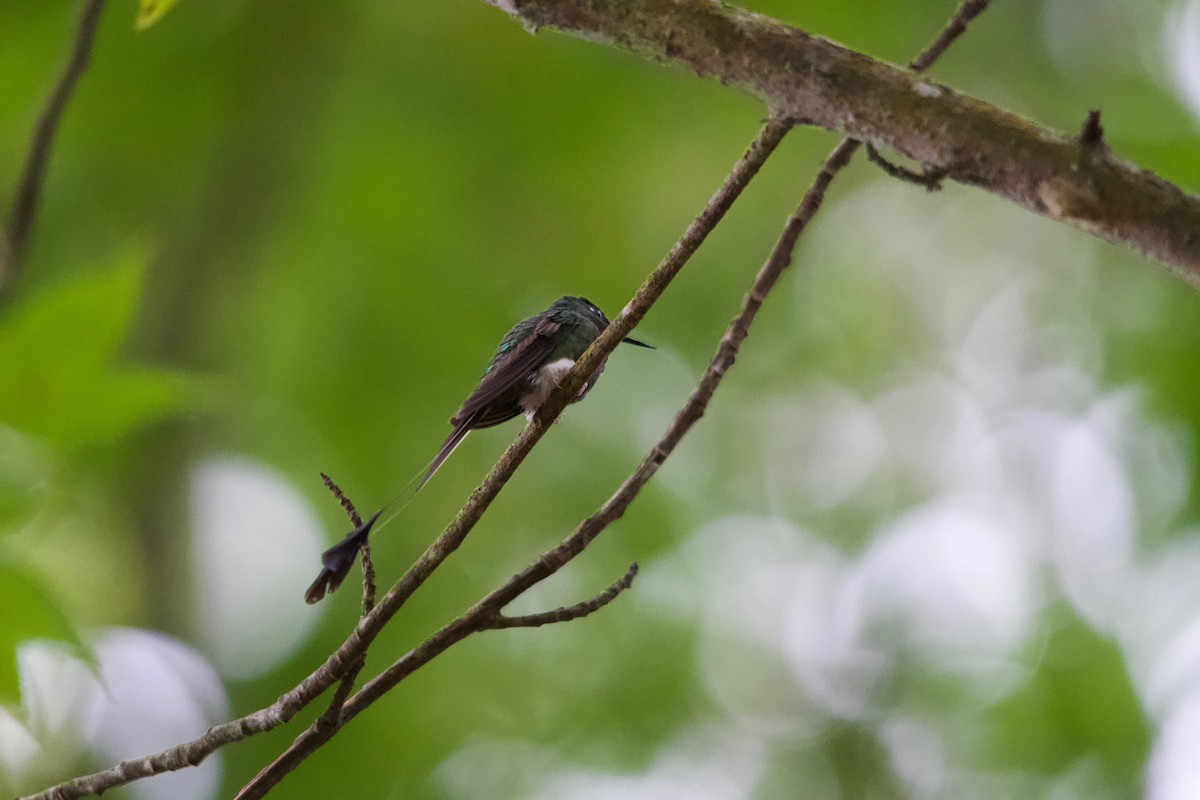 White-booted Racket-tail - ML611474199