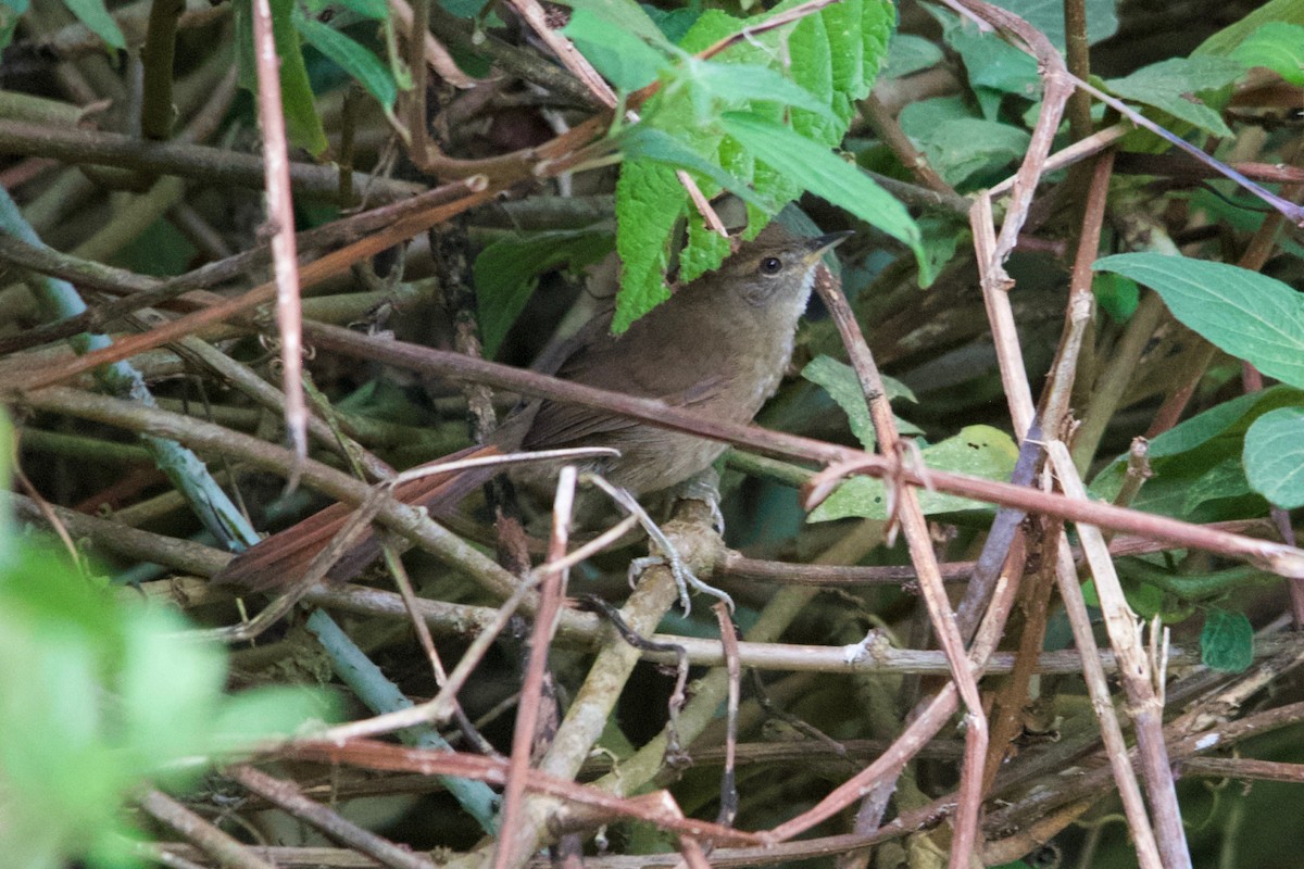 Pale-breasted Spinetail - ML611474233