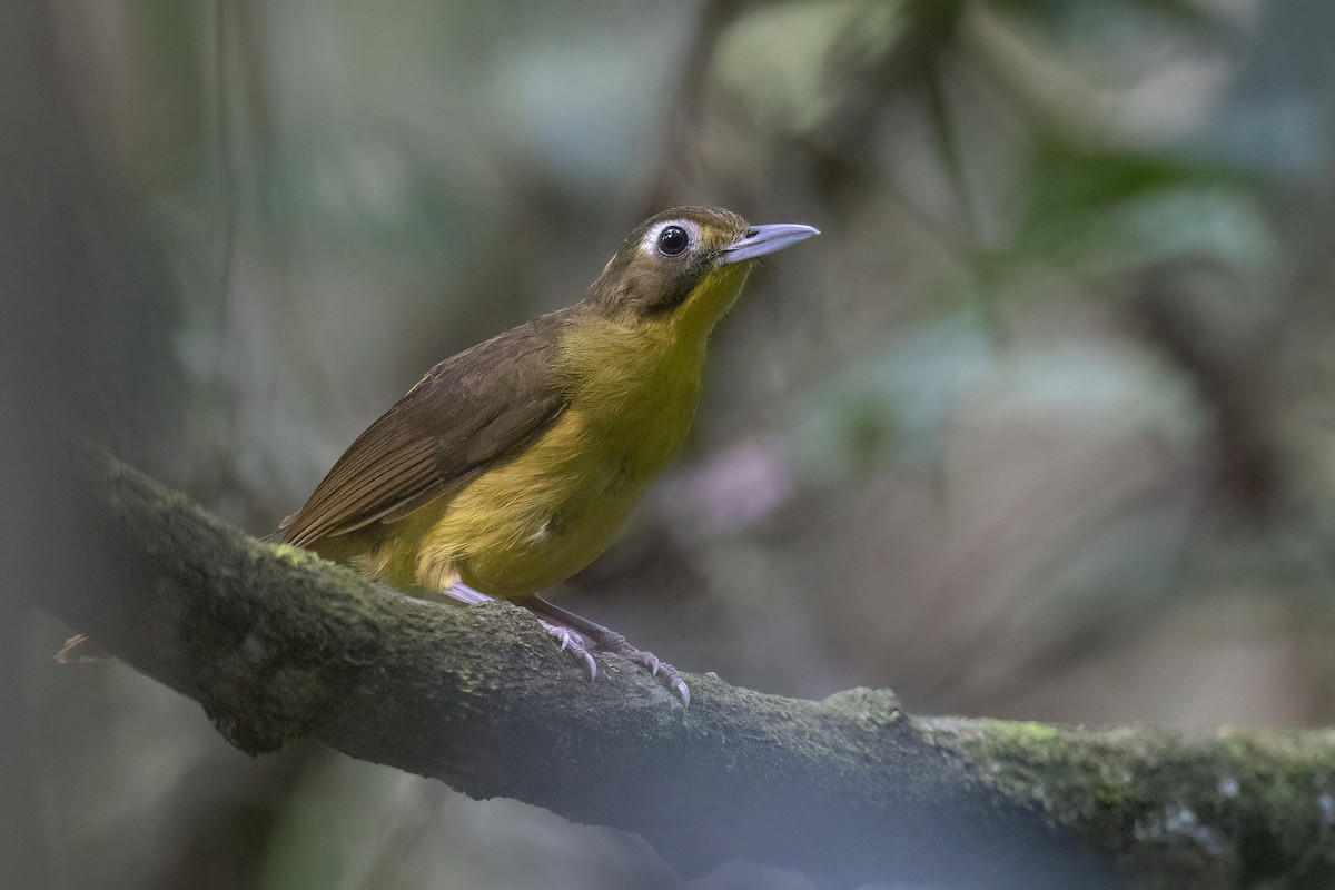 Green-tailed Bristlebill - Chris Venetz | Ornis Birding Expeditions